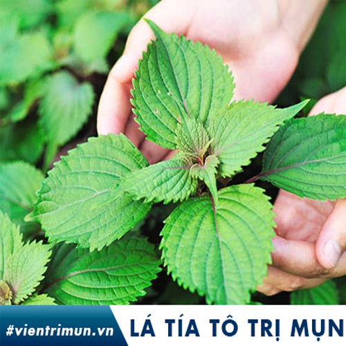 cách trị mụn bằng lá tía tô
