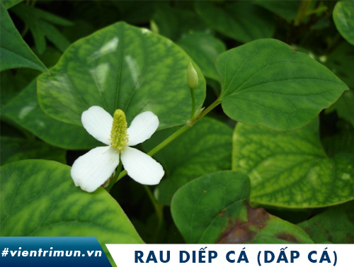 rau diếp cá trị mụn